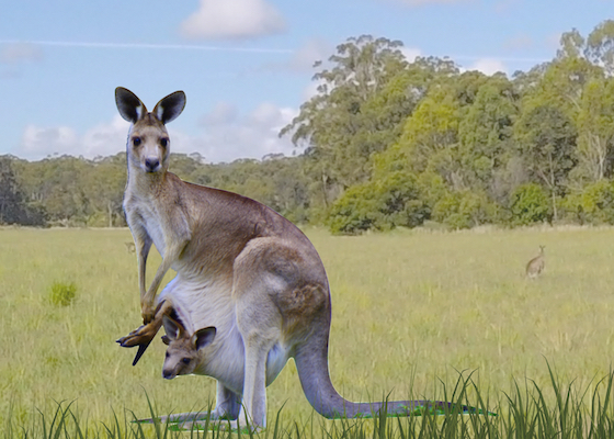 Kangaroos