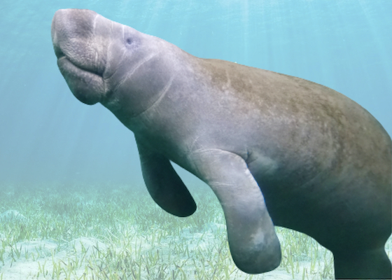 Manatee